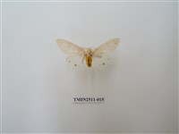 藏品(八點灰燈蛾)的圖片